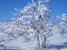 vinter